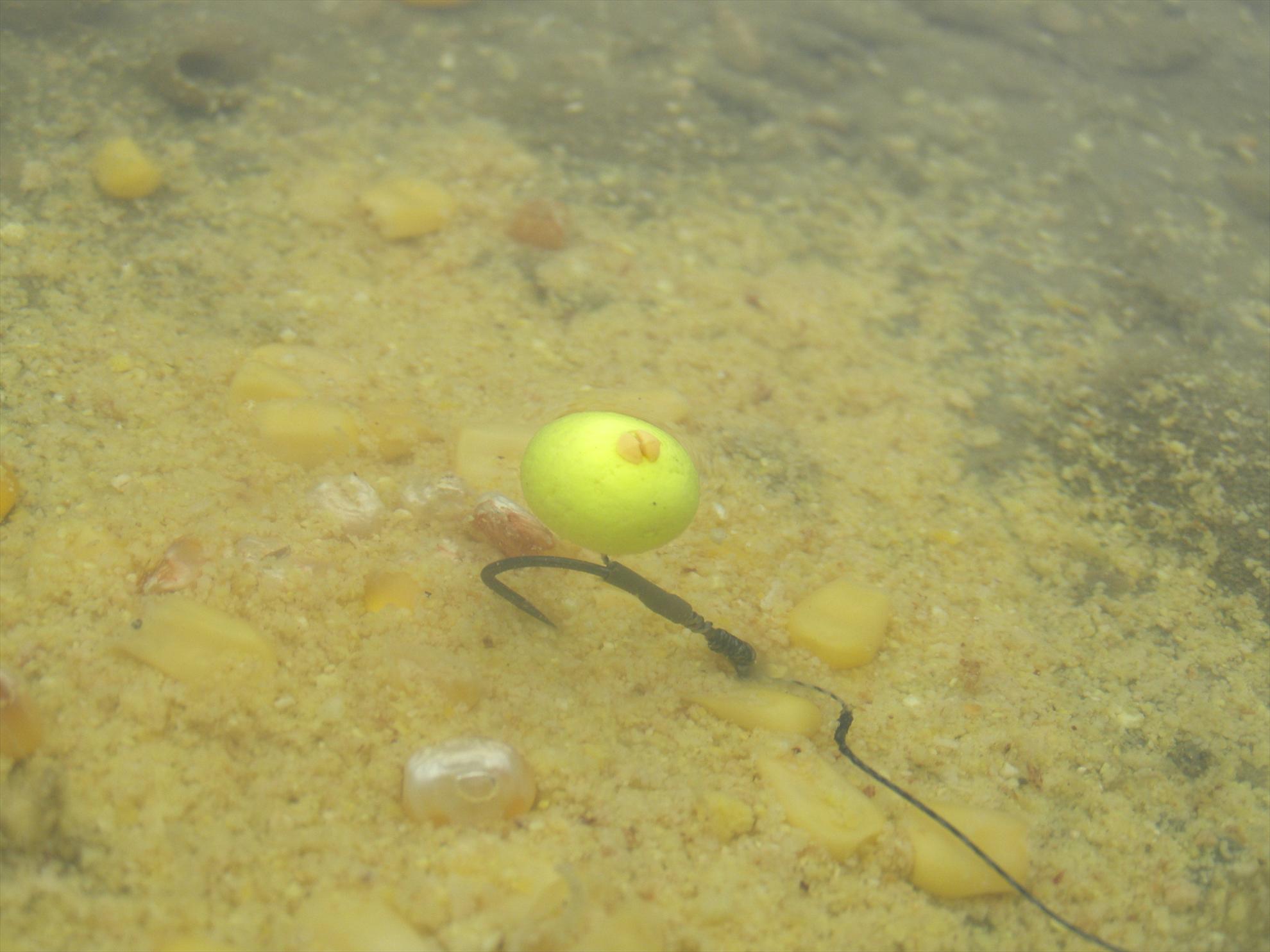 Capturi  - pa250780.JPG